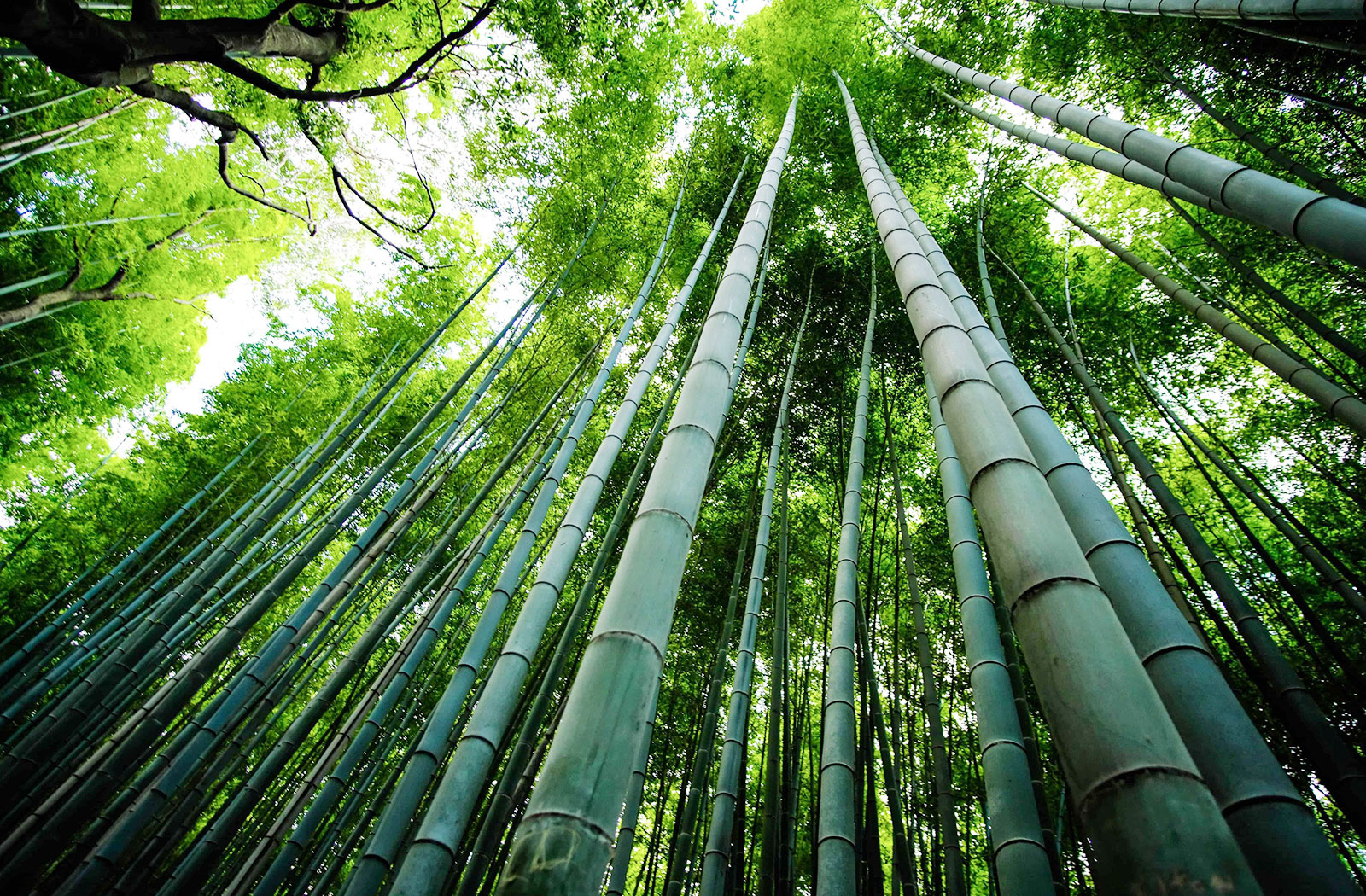 Bamboo