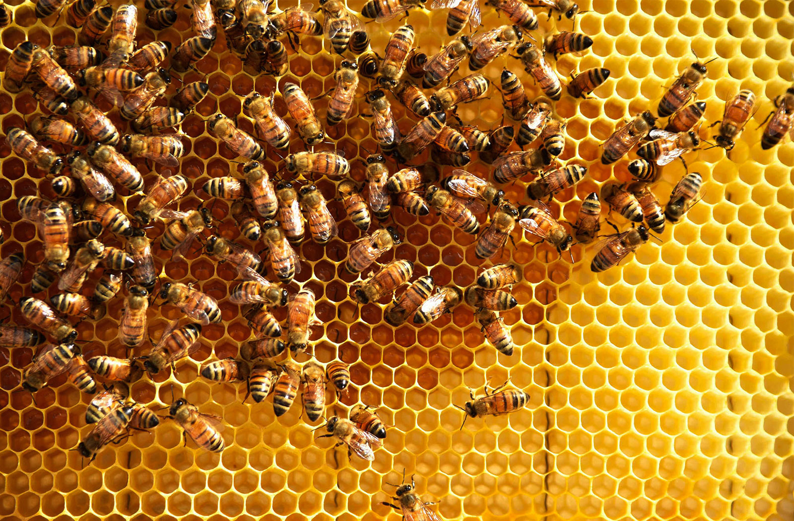 Bee Wax
