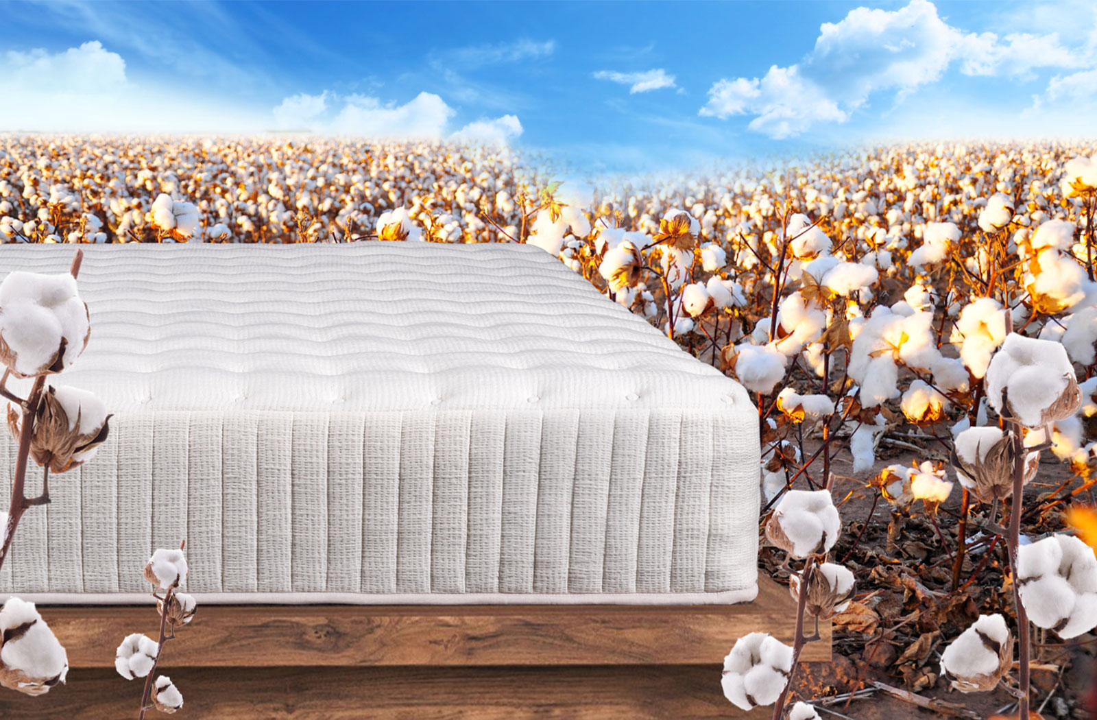 Organic Cotton